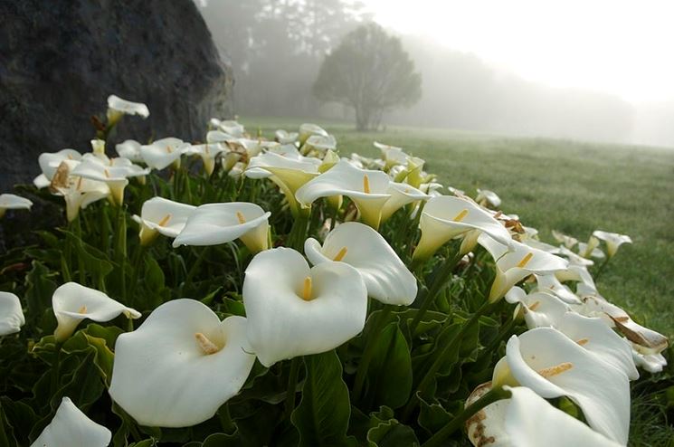 zantedeschia-aethiopica