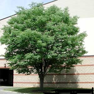 zelkova