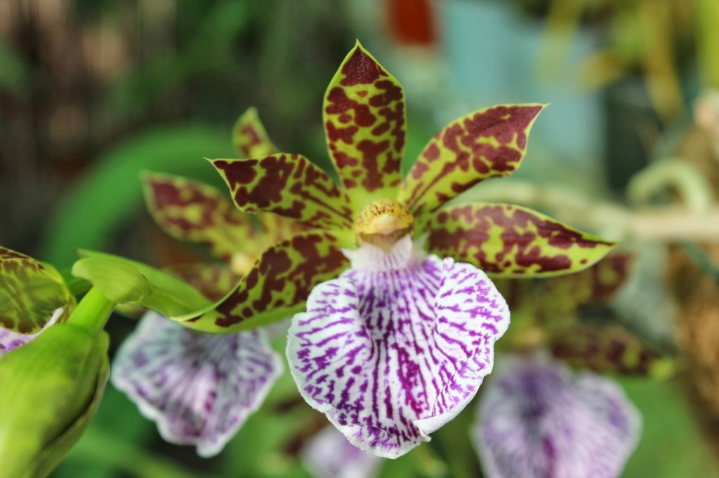 zygopetalum-crinitum