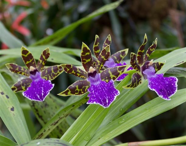 zygopetalum maculatum 