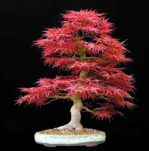 Ácer Japonês (Acer palmatum)