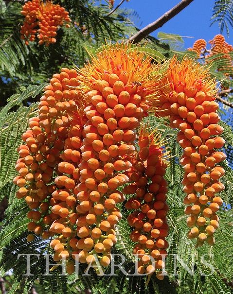 Árvore-gloriosa – (Colvillea racemosa)