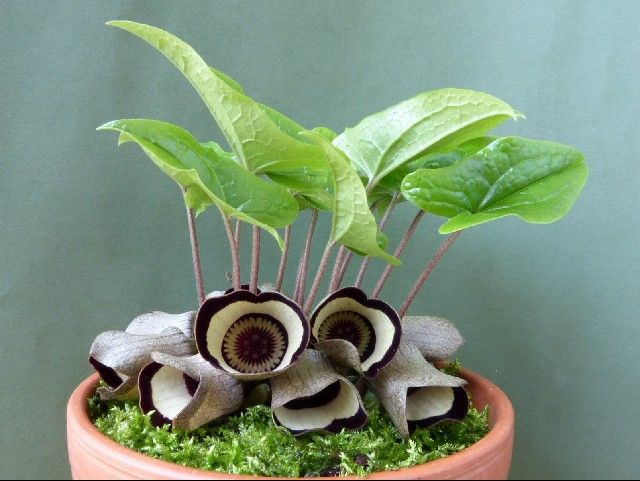 Ázaro (Asarum campaniflorum)1