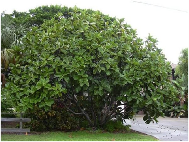  Ficus Lyrata