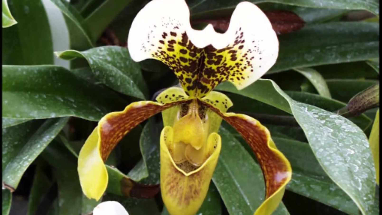 “Paphiopedilum insigne