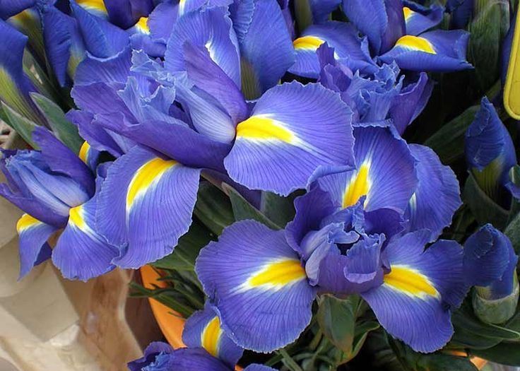 Saiba como cultivar a flor Íris - PlantaSonya - O seu blog sobre ...