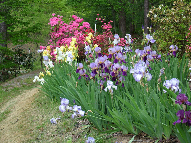 Saiba como cultivar a flor Íris - PlantaSonya - O seu blog sobre ...