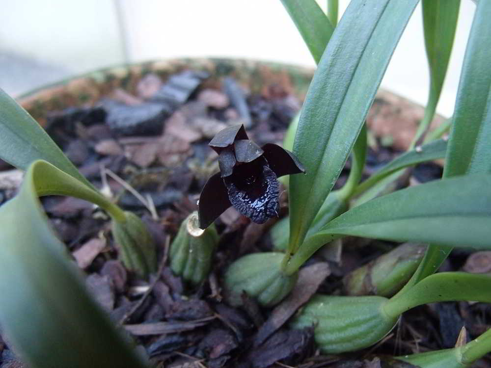 Maxillaria-schunkeana