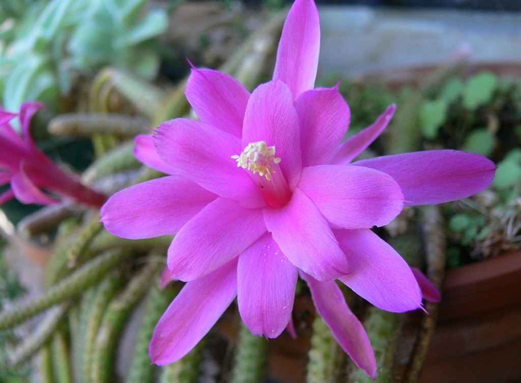 Disocactus_flagelliformis