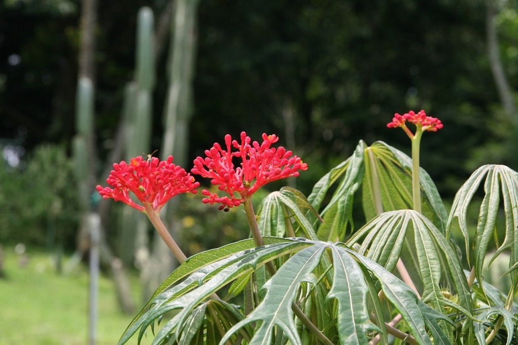 Jatropha_multifida