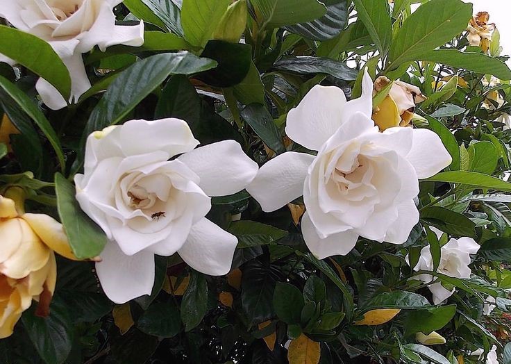 gardênia