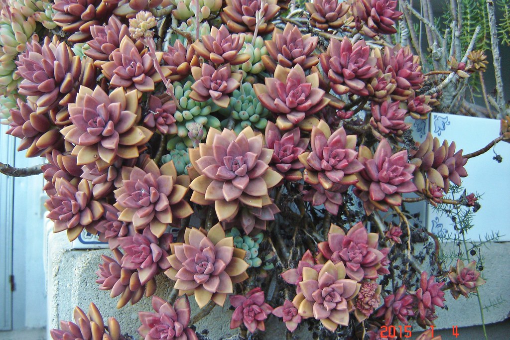 Graptosedum 'Bronze' 