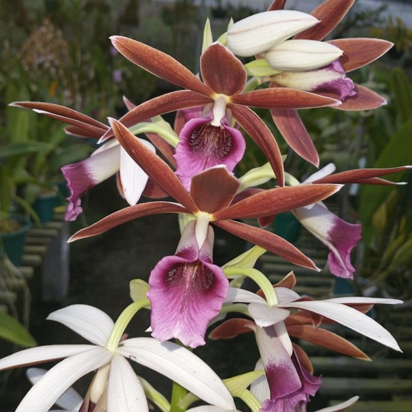 phaius-tankervilleae