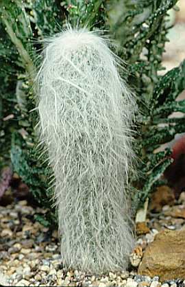 Cabeça-de-Velho – (Cephalocereus Senillis) - PlantaSonya - O seu blog sobre  cultivo de plantas e flores