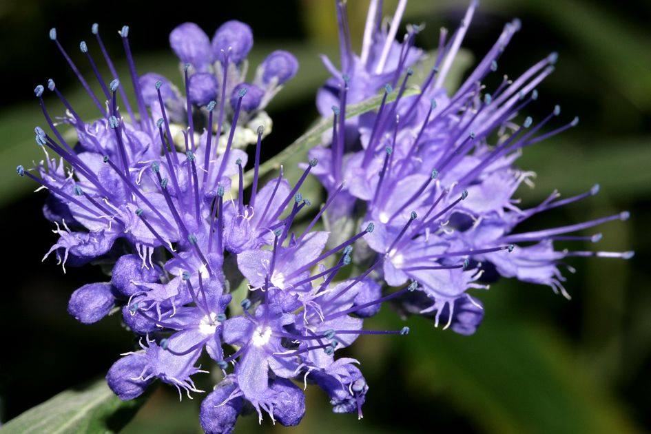 Caryopteris-x-clandonensis