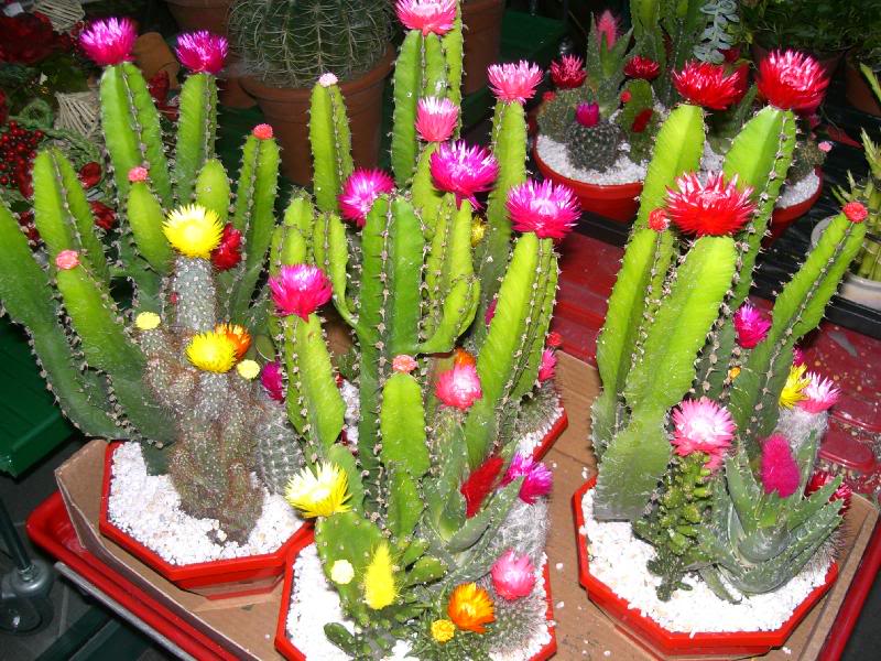 Cuidando dos Mini-cactos - PlantaSonya - O seu blog sobre cultivo de  plantas e flores