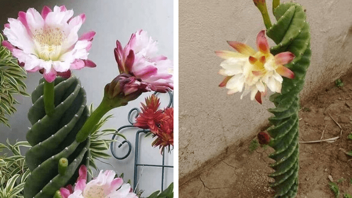 Saiba como cultivar o Cacto parafuso (Cereus peruvianus Tortuosus) -  PlantaSonya - O seu blog sobre cultivo de plantas e flores