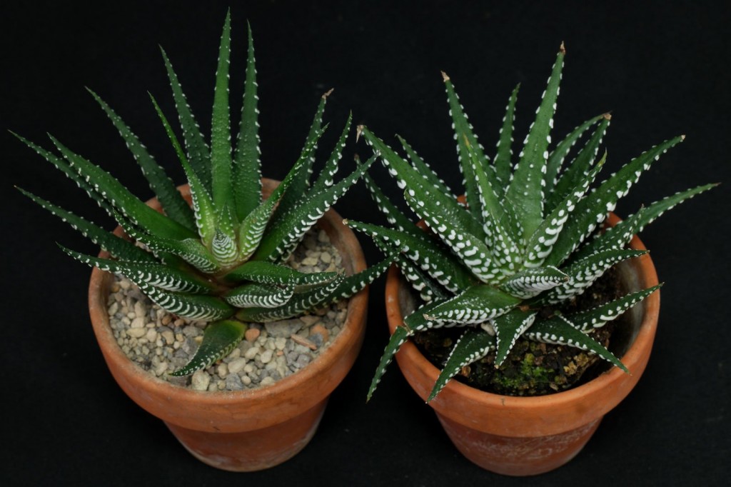 Haworthiopsis-attenuata