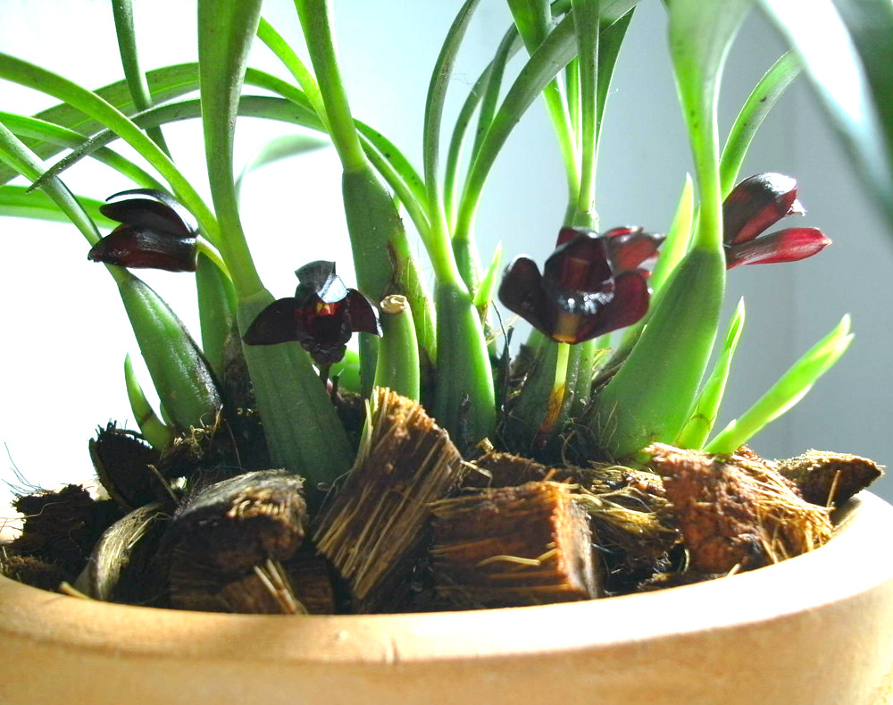 Maxillaria schunkeana