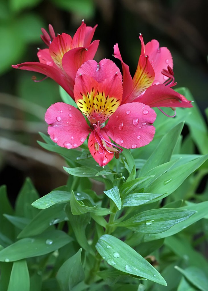 Alstroemeria