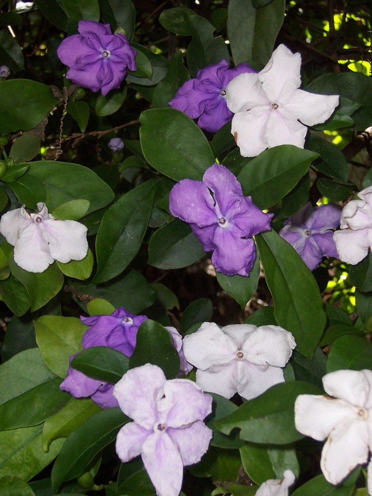 Brunfelsia_uniflora