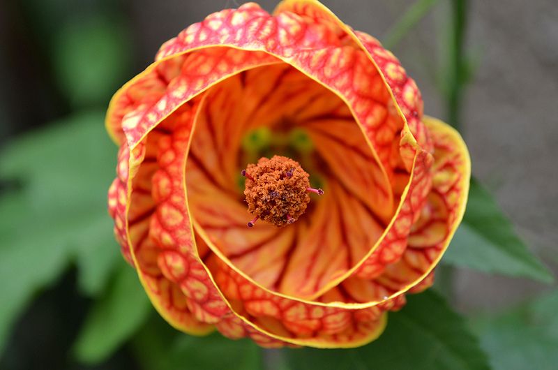Abutilon striatum9