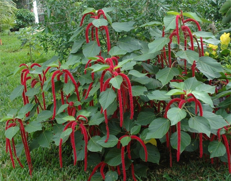 Acalypha-hispida 