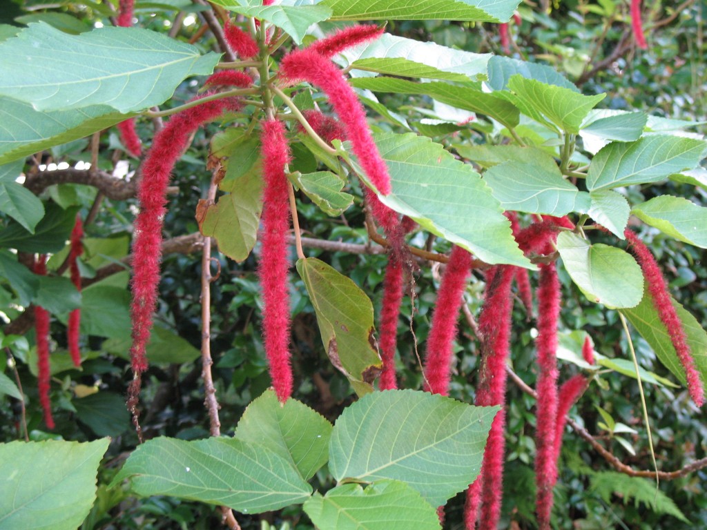 Acalypha-hispida1