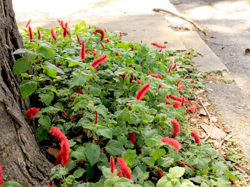 Acalypha-reptans-09 Acalypha-reptans-09