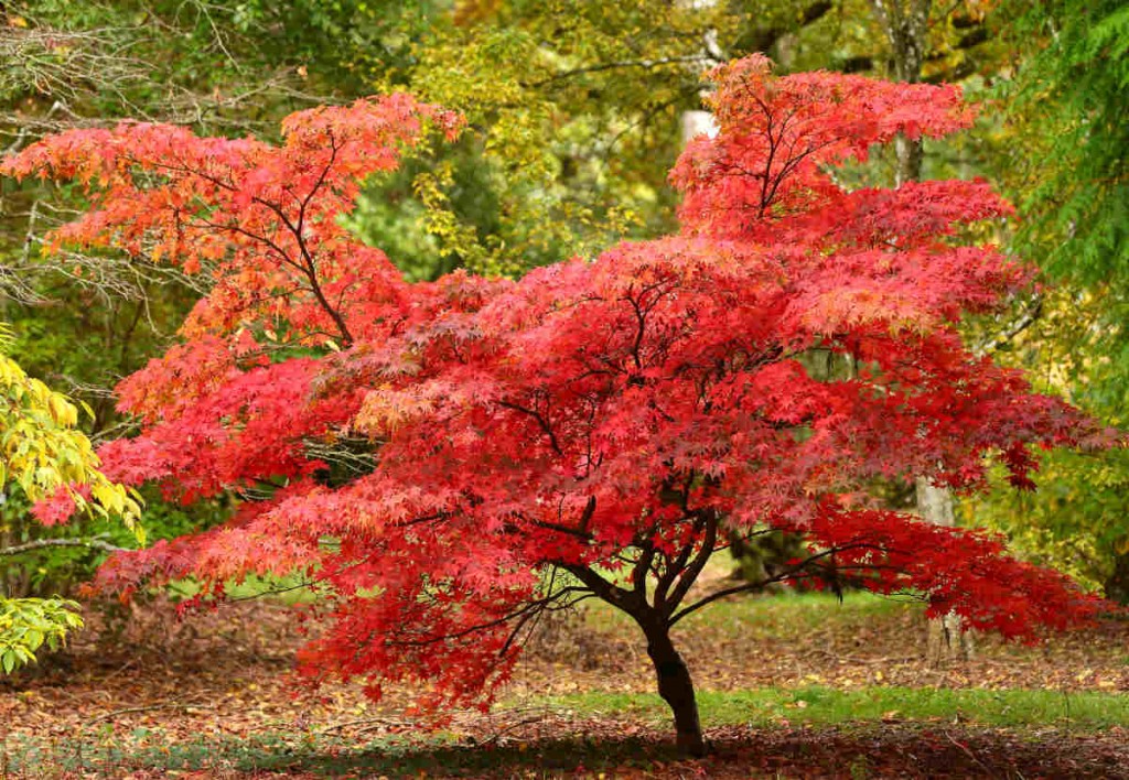 Acer-palmatum