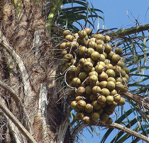 Acrocomia_mexicana-fruits-1