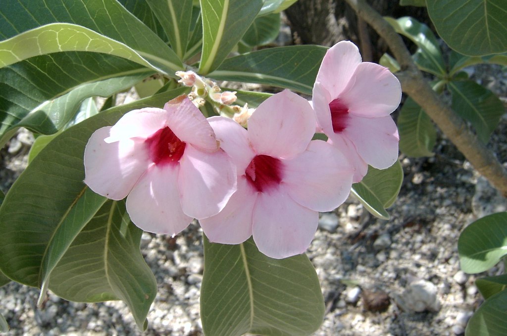 Adenium Boehmianum