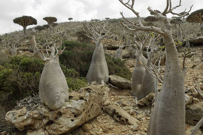 Adenium Socotranum