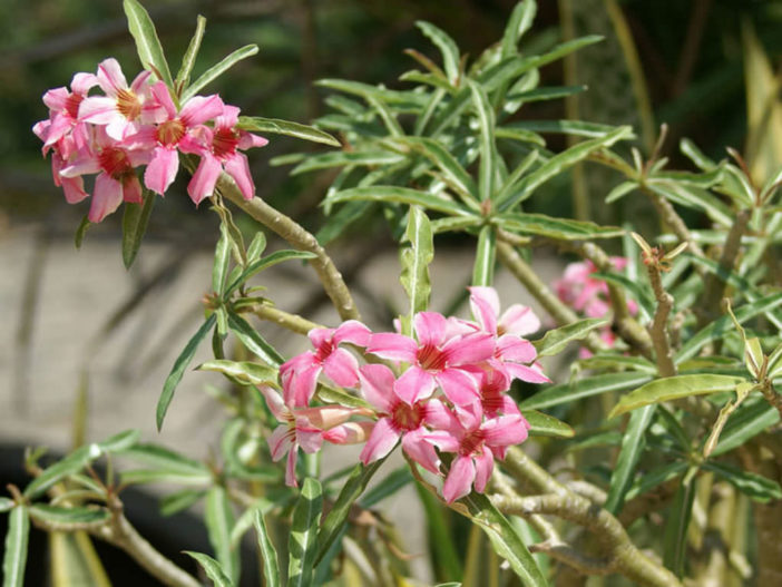 Adenium Somalence