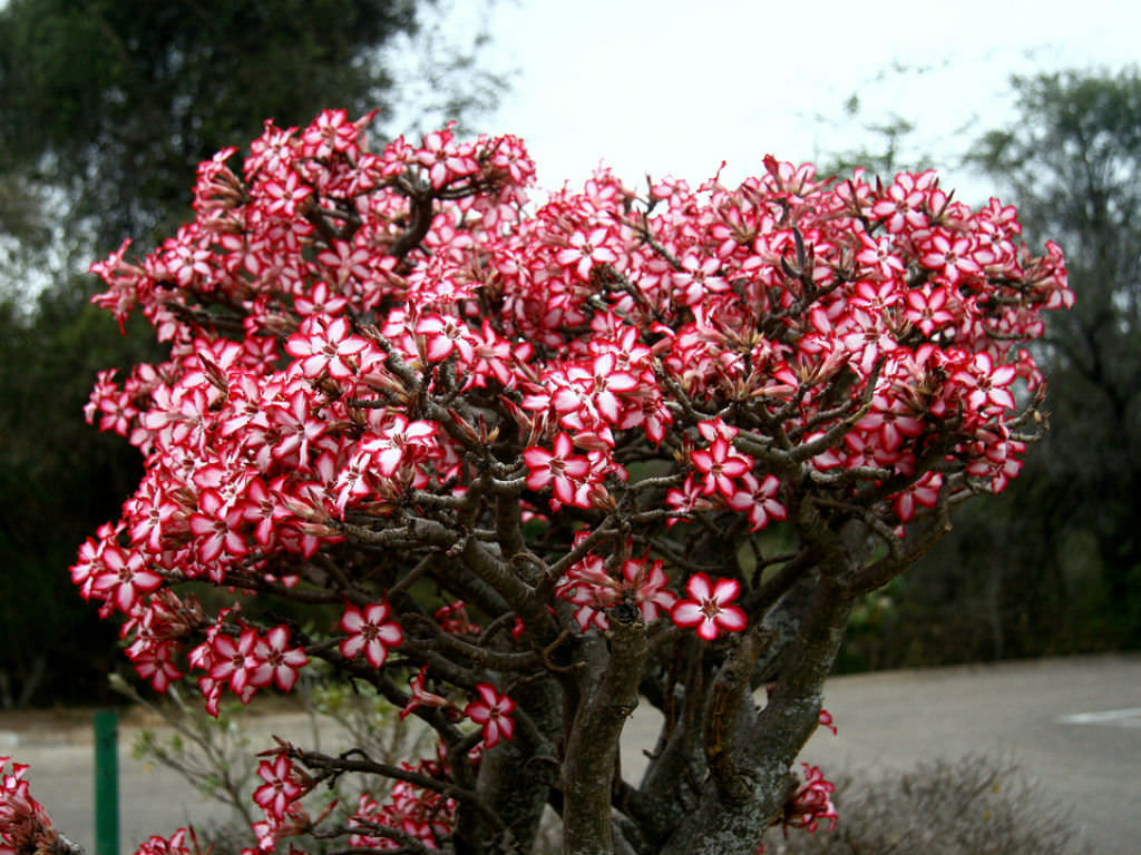 Adenium-multiflorum