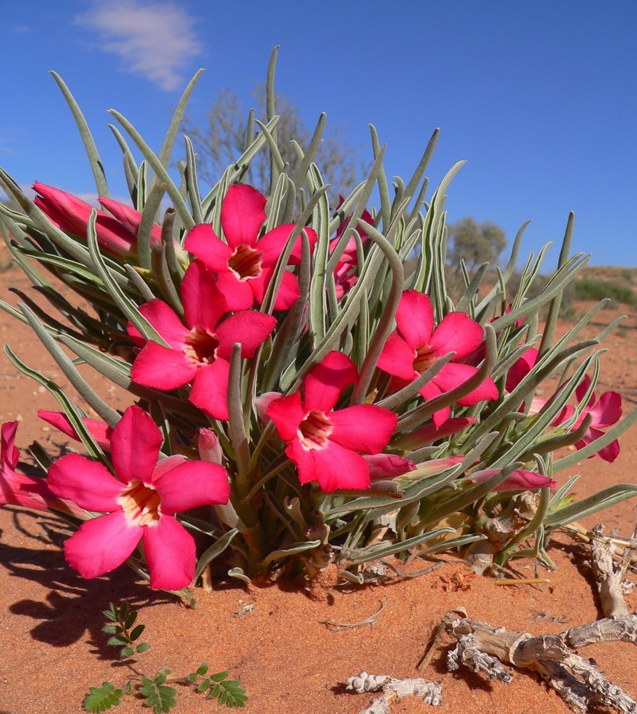 Adenium oleifolium