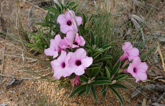 Adenium swazicum