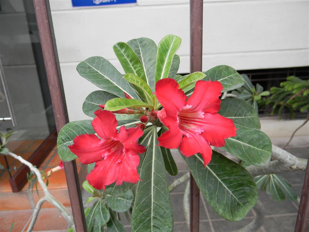 Adenium_obesum