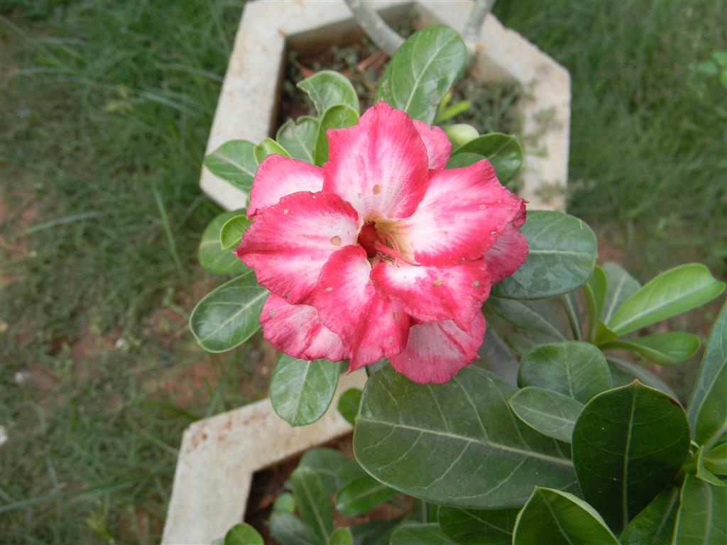 Adenium_obesum-14 