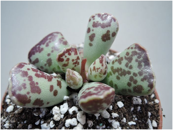 Adromischus cooperi