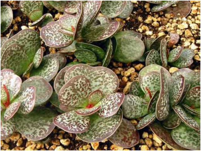 Adromischus maculatus