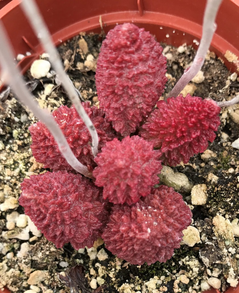 Adromischus marianiae f. herrei