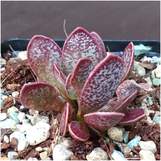 Adromischus trigynus