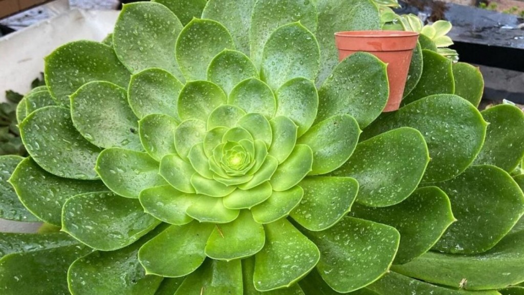 Aeonium canariense