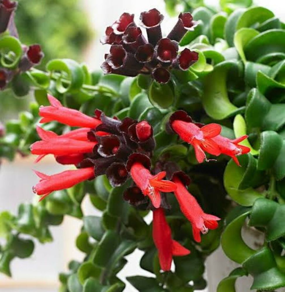 Aeschynanthus-rasta