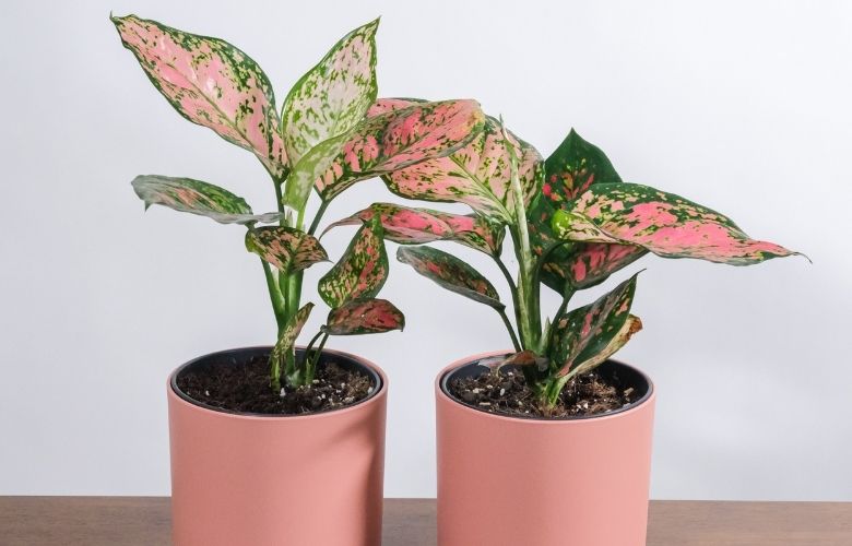 Aglaonema-9