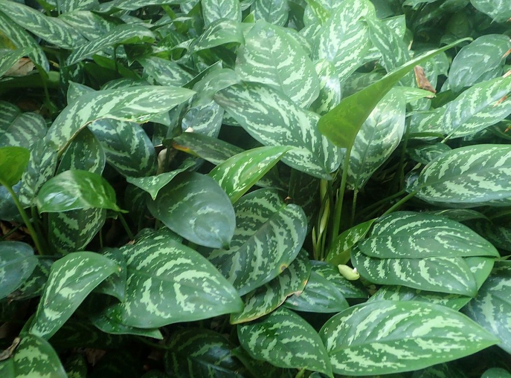 Aglaonema commutatum