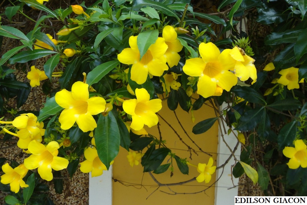 Alamanda amarela