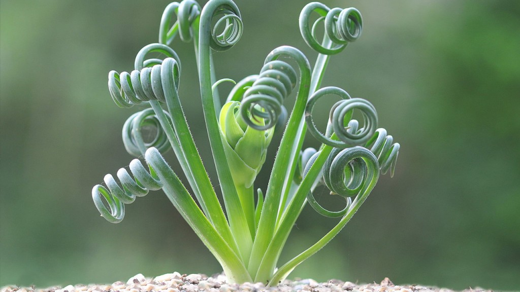 Albuca-spiralis1