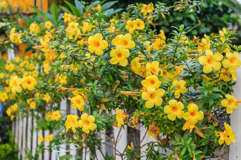 Allamanda cathartica